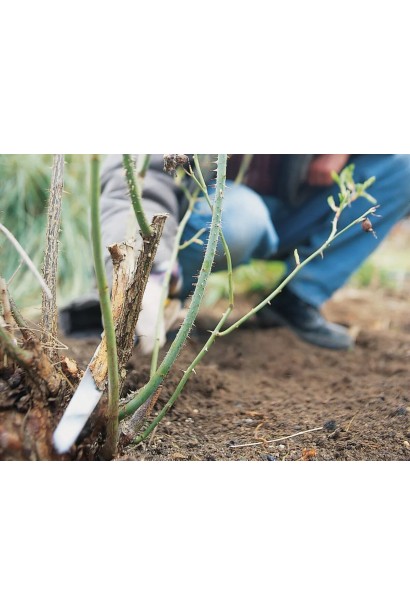 Обрізка троянди Вулканіка